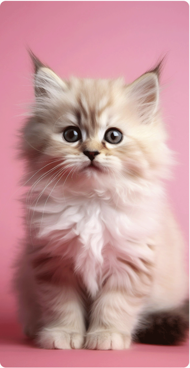 A kitten, one of the most adorable pets, is sitting on a vibrant pink background.