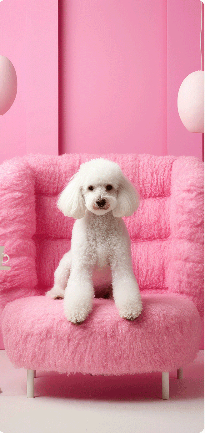 A white poodle sitting on a pink couch, the perfect pet companionship!