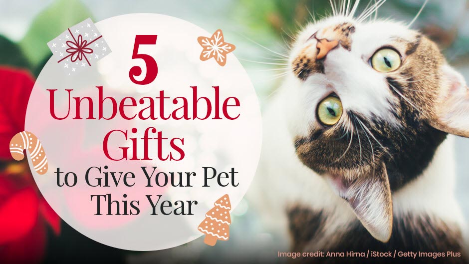 5 unbelievable gifts to give your pet this year. Show your pets some love with these amazing presents!