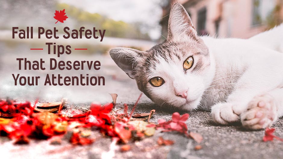Essential fall pet safety tips for pet owners and veterinarians.