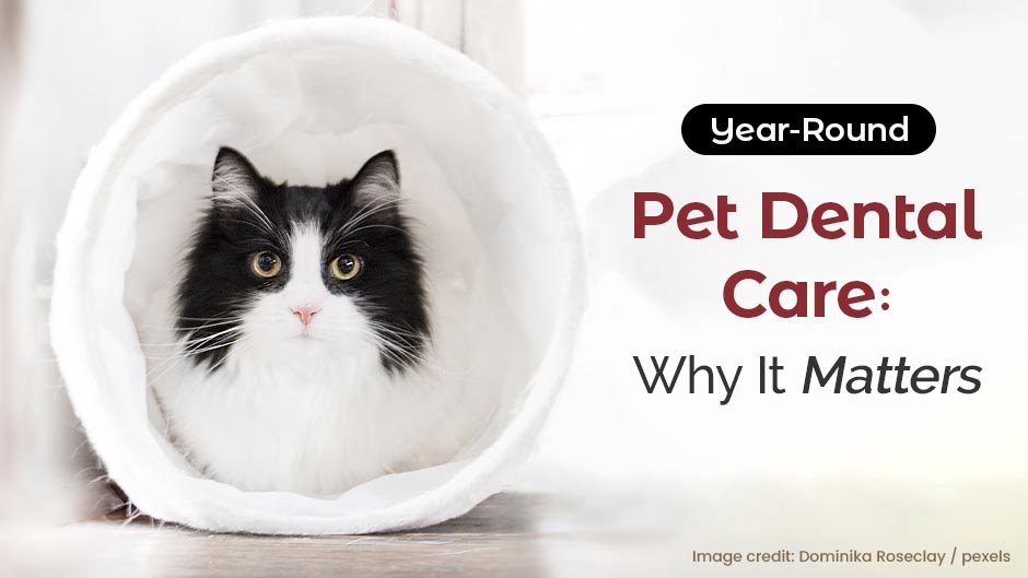 Year-Round Pet Dental Care: Why It Matters