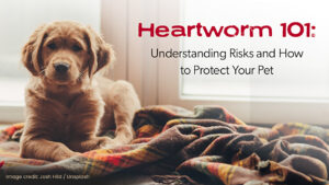 A golden retriever puppy lying on a colorful blanket next to a window, accompanying an educational headline about heartworm prevention.