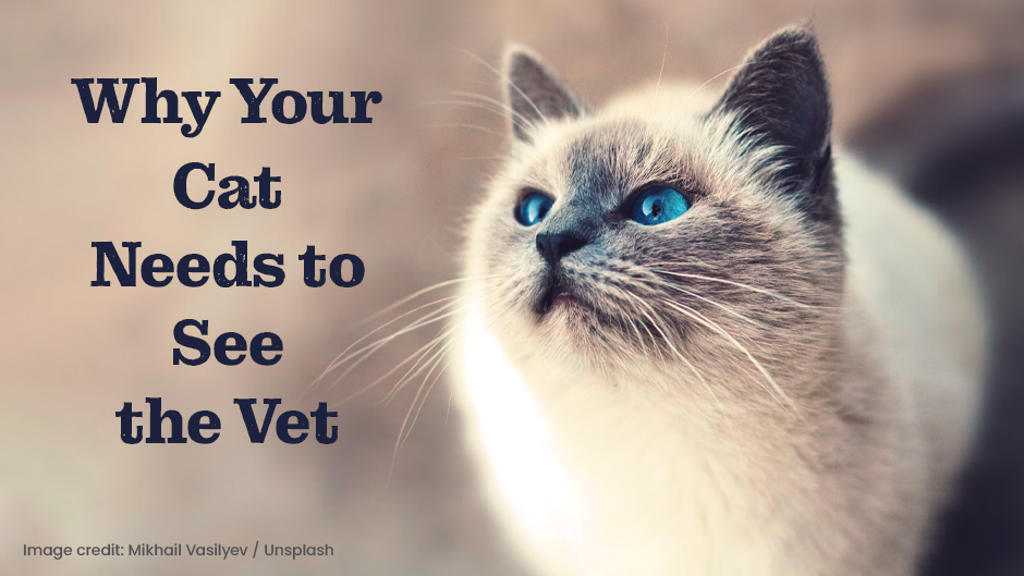 A blue-eyed cat looks upwards with the text "Why Your Cat Needs to See the Vet" beside it. Image credit: Mikhail Vasilyev / Unsplash.