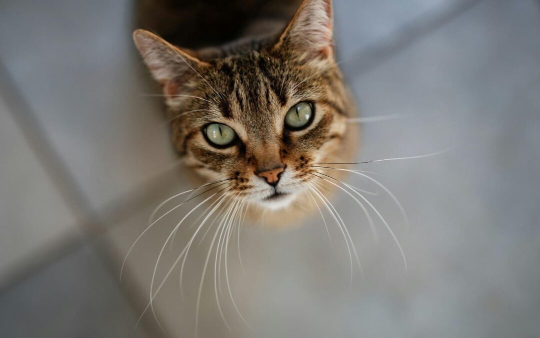 A tabby cat with green eyes looks up, sitting on a tiled floor.