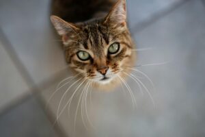 A tabby cat with green eyes looks up, sitting on a tiled floor.