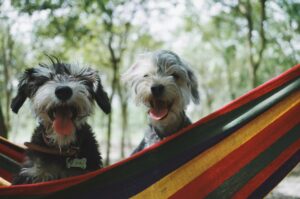 Two small, shaggy dogs with collars sit on a colorful hammock outdoors, both with their tongues out, surrounded by green trees.