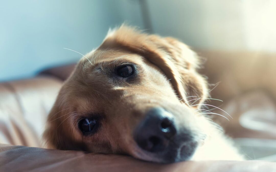 Close-up of a golden retriever resting its head on a brown leather couch, looking toward the camera with a relaxed expression.