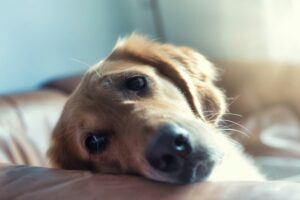 Close-up of a golden retriever resting its head on a brown leather couch, looking toward the camera with a relaxed expression.