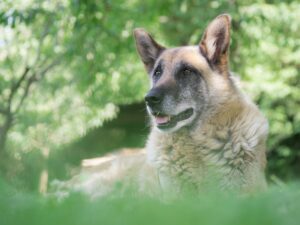 A German Shepherd dog lying on grass outdoors, looking alert with its mouth slightly open, surrounded by greenery and soft sunlight.