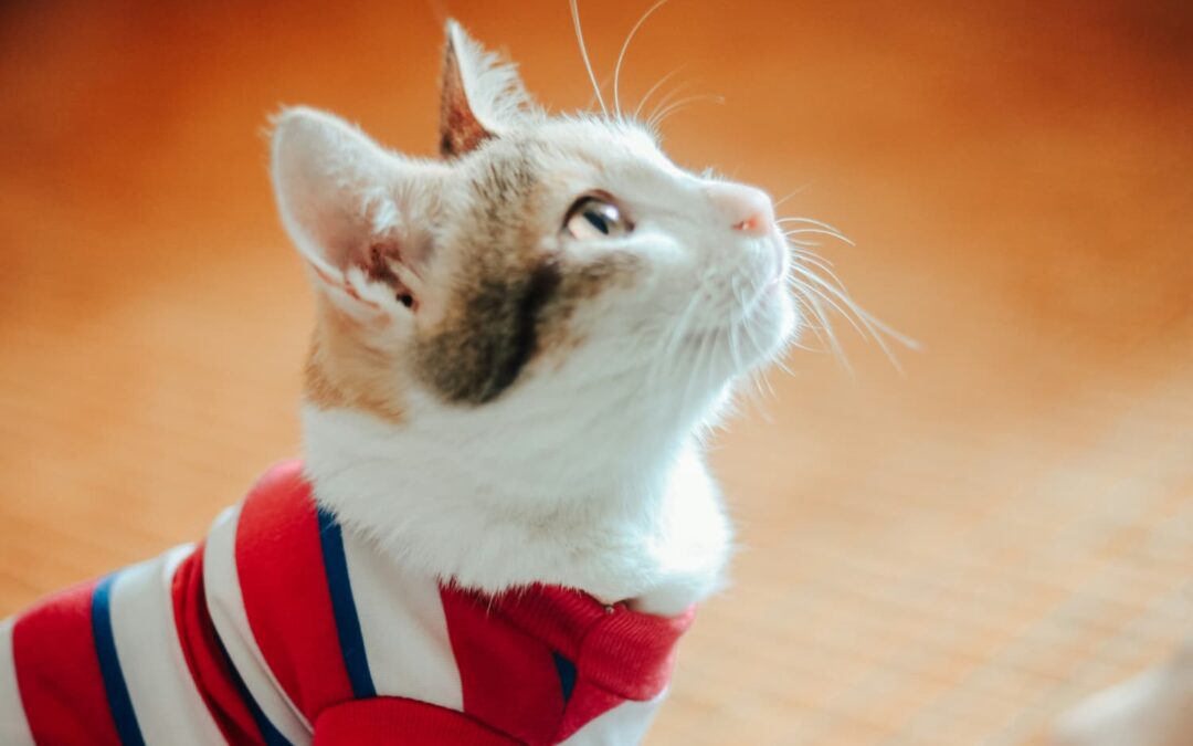 A cat wearing a red, white, and blue striped shirt looks upward against a blurred orange background.