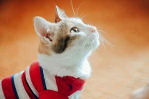 A cat wearing a red, white, and blue striped shirt looks upward against a blurred orange background.