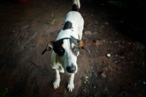 What Is Pet Microchipping and How Does It Work?