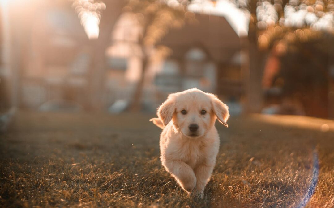 A golden retriever puppy runs on grass in a sunlit yard, with trees and a house blurred in the background.