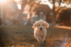 A golden retriever puppy runs on grass in a sunlit yard, with trees and a house blurred in the background.