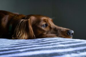Back-to-School Blues: Helping Pets Adjust to Schedule Changes